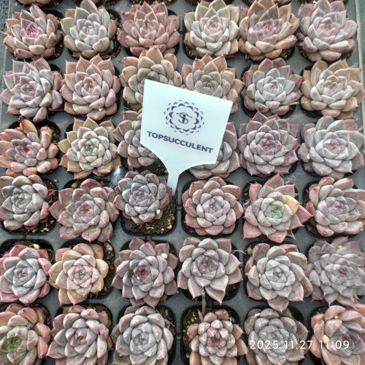 22396 エルサ（3cm pot）（ポット苗）