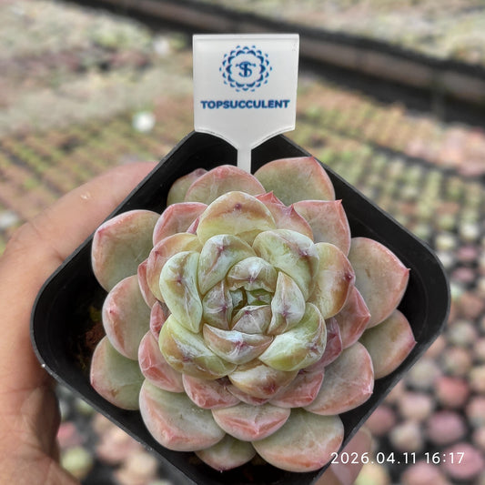 25632 アイスグレープ