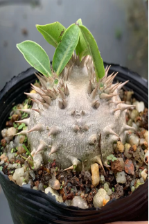 FGY024 パキポディウム ブレビコール デンシフローラム (3cm pot)葉がなし