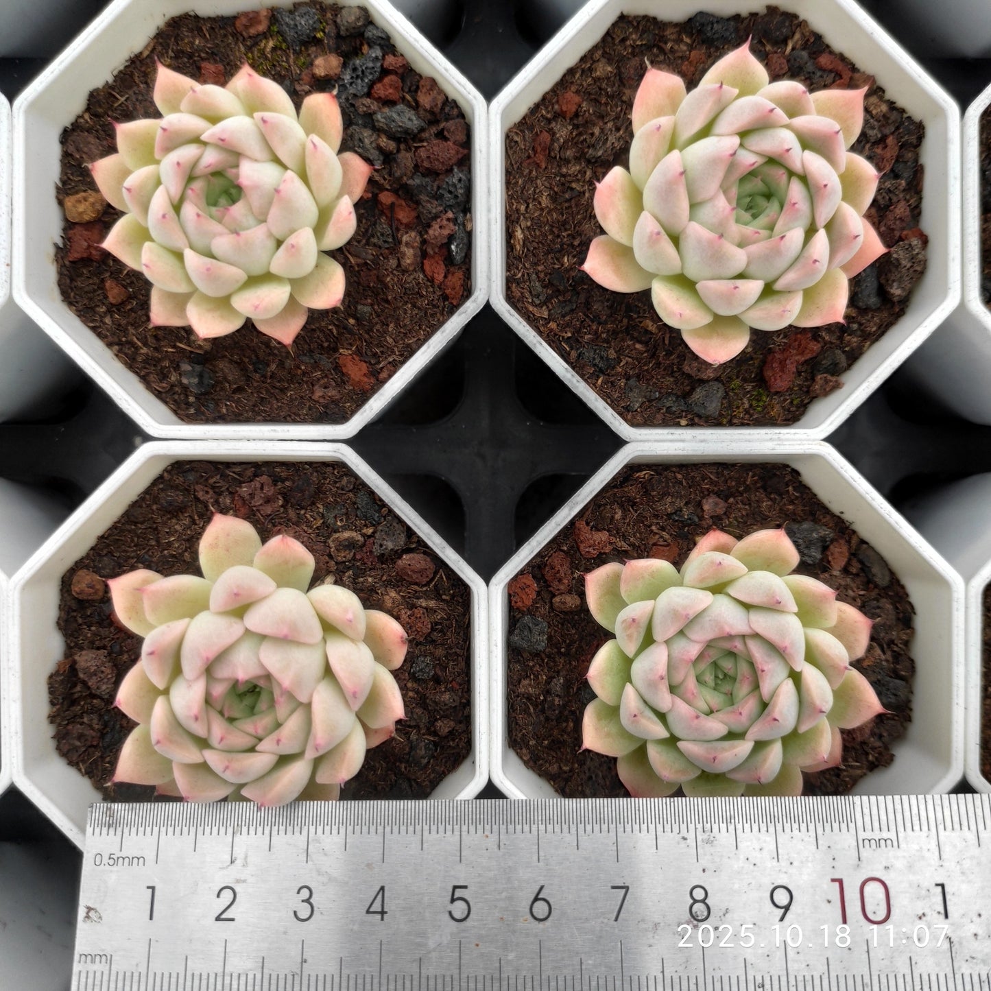 YBB249 レインフルーツ（7cm pot）