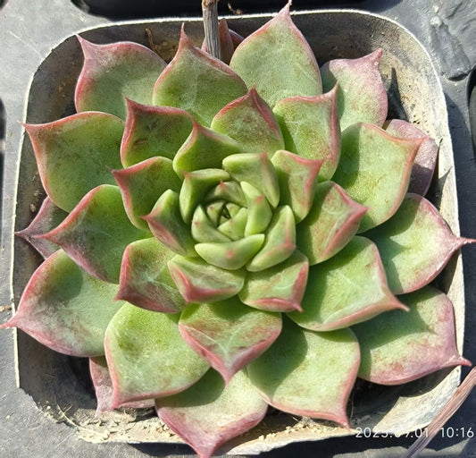 KD091 リトルコンチ（6.5cm pot）