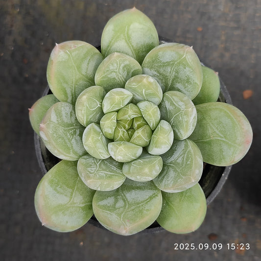 MMT462 アイスキャン（5.5cm pot）