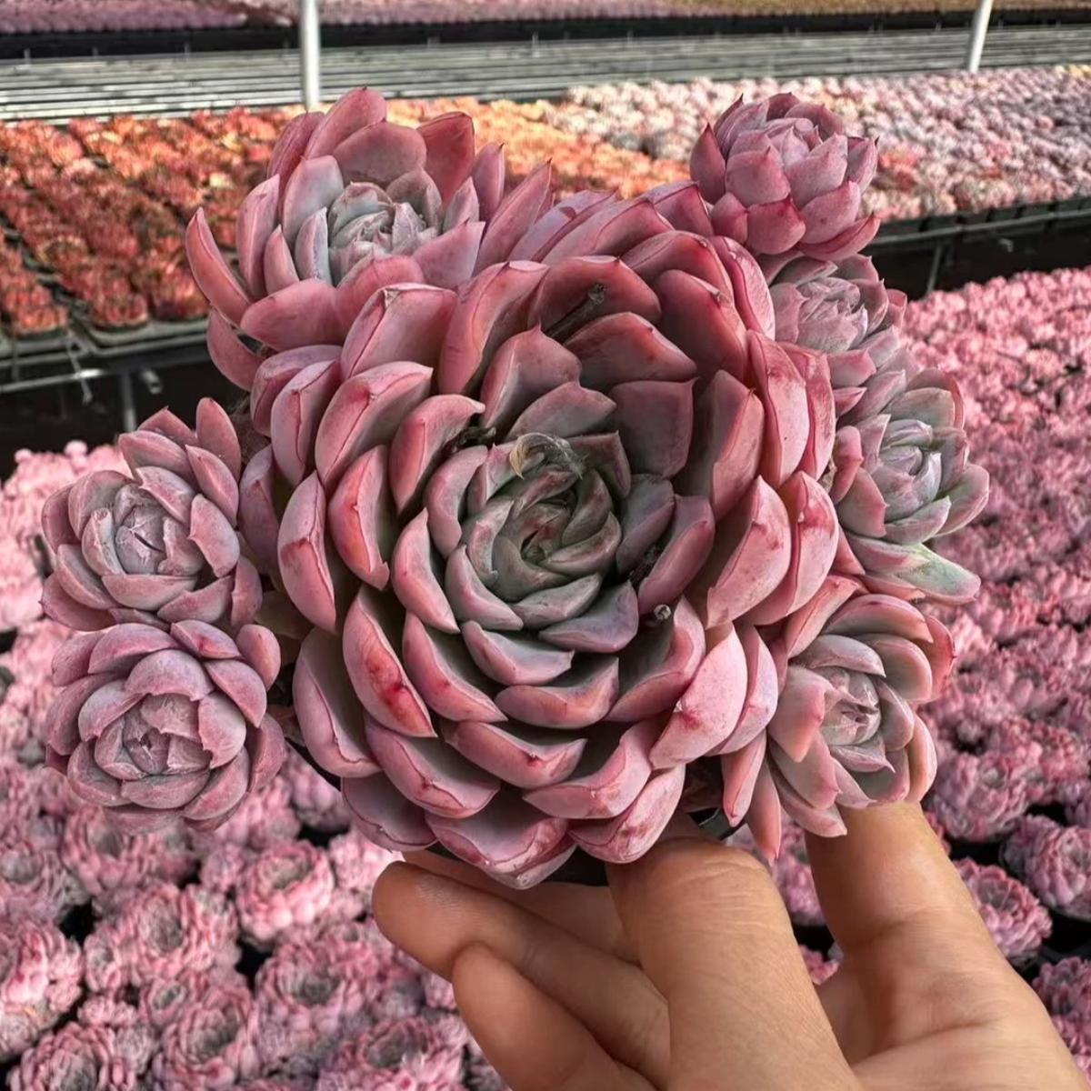 23010 ピンク　パンサー（10cm pot）