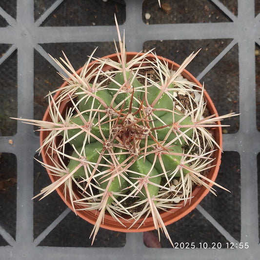 ZXX610 メロカクタス・アモエヌス （12cm pot）