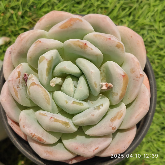 NGN536 ジェイドバタフライ （9cm pot）