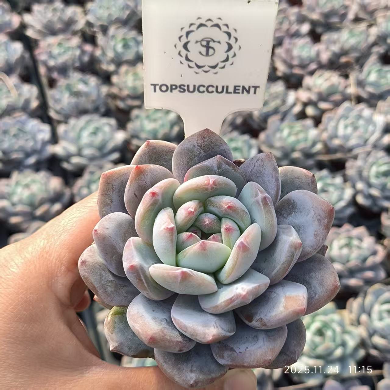 22479 オレンジモンロー（6.5cm pot）