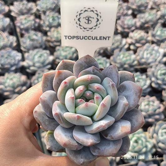 22479 オレンジモンロー（6.5cm pot）