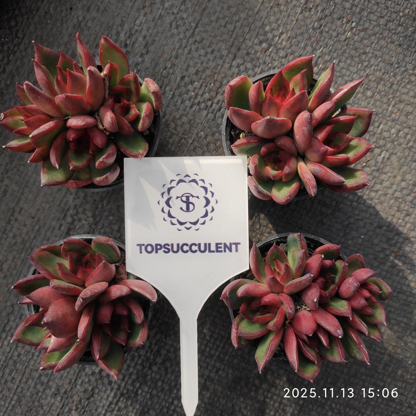 22491  ほワイルドホース（5.5cm pot）