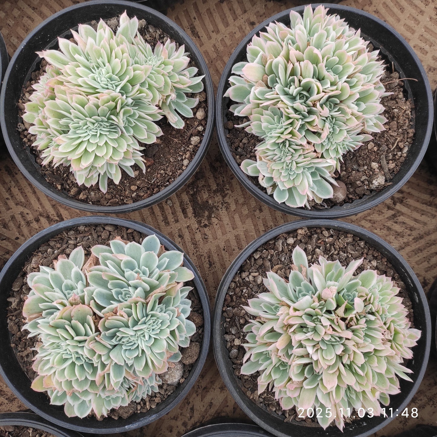 22330 レモン　ローズ錦綴化（16cm pot）