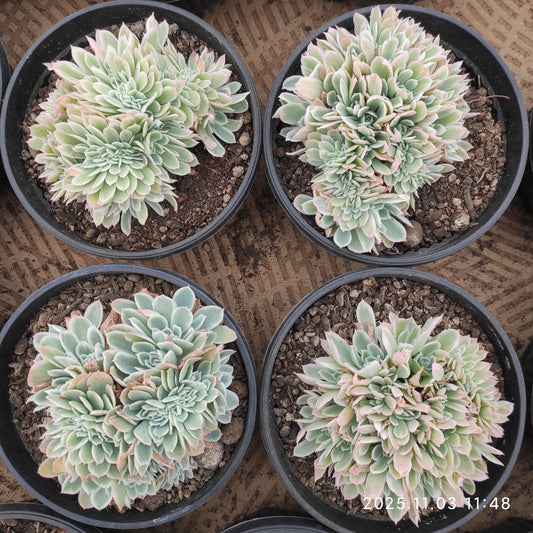 22330 レモン　ローズ錦綴化（16cm pot）