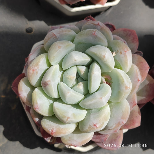 NGN190 アイスドリーム(7cm pot)