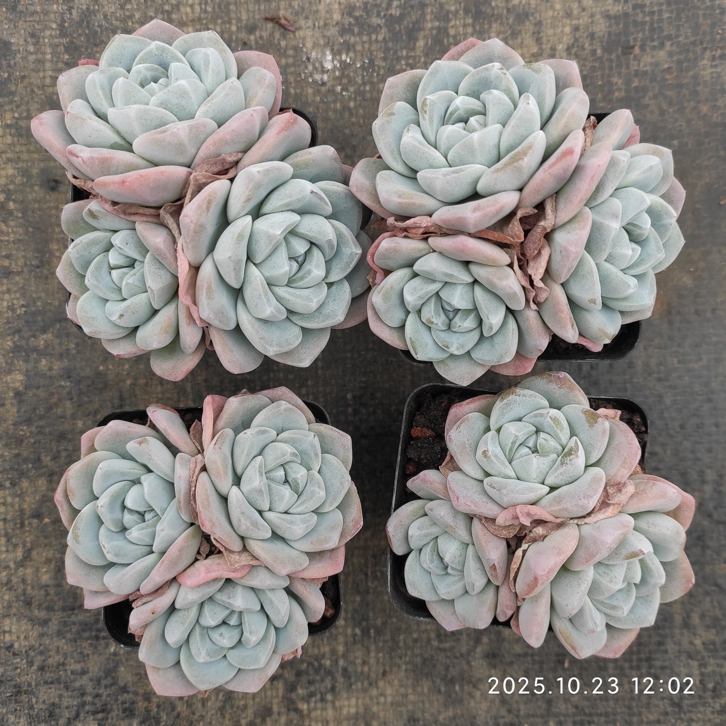 21663 アイスグリーン（7cm pot）