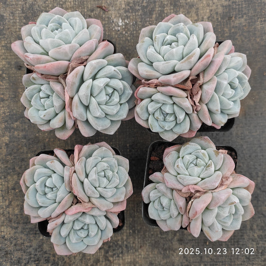21663 アイスグリーン（7cm pot）