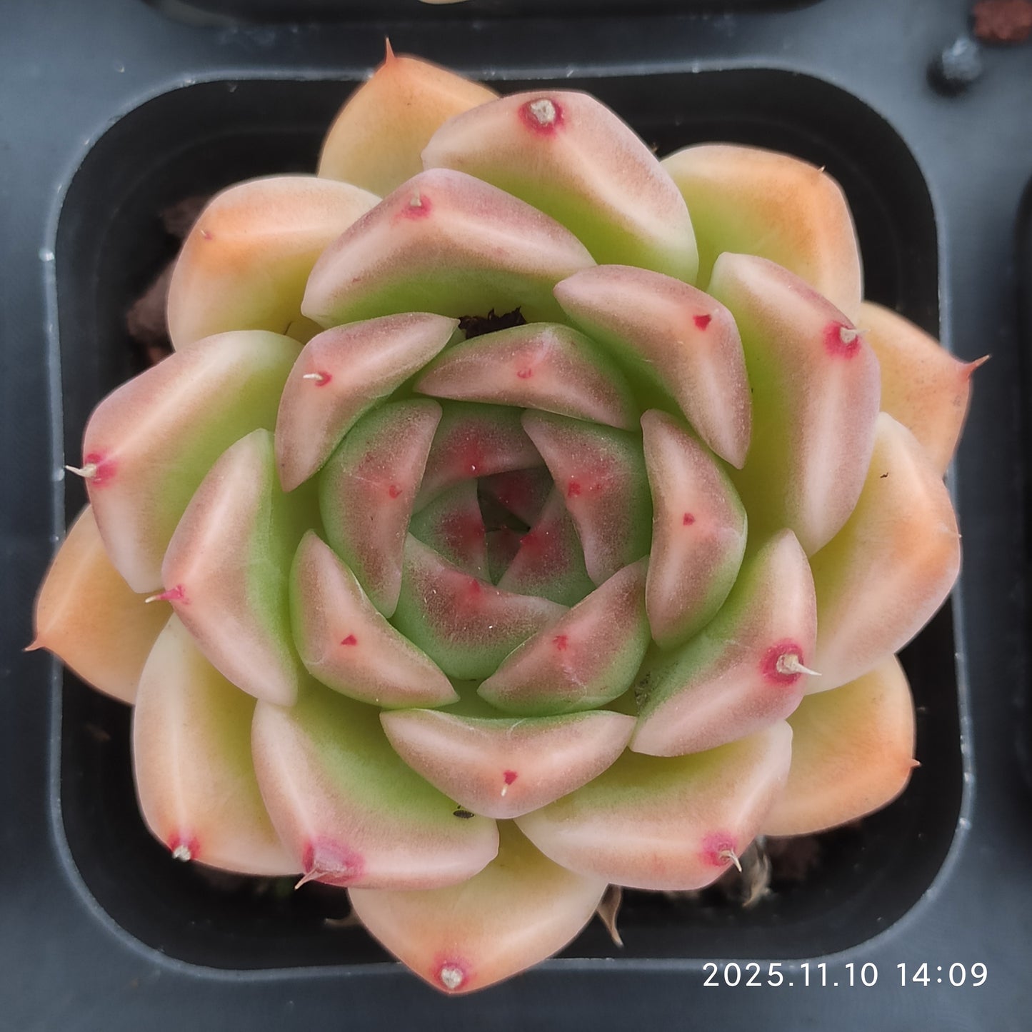 21139 グラドネス（6.5cm pot）