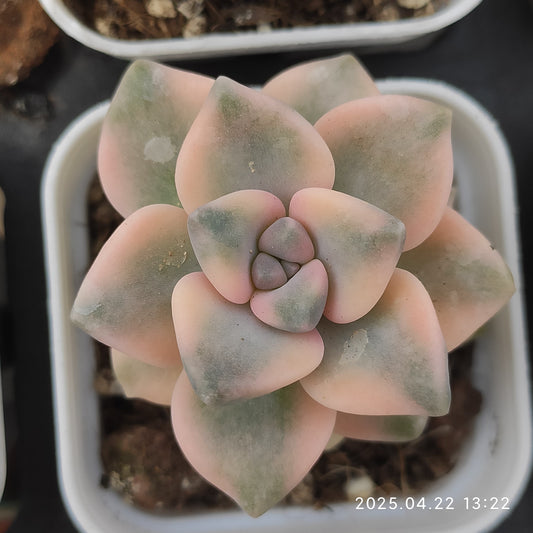 MMY1079 ティタバンズ錦（5.5cm pot）