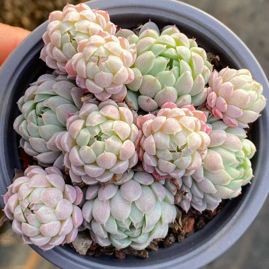 25756 ボールオブファット