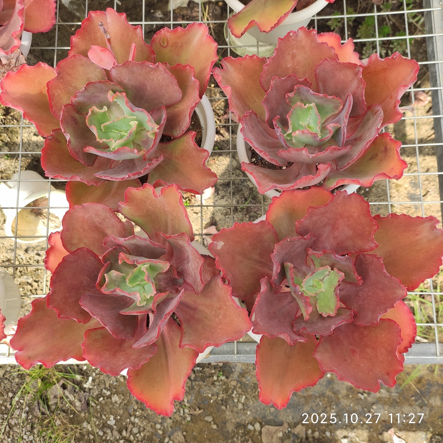 ZAJ060 ウェディング　ドレス（18cm pot）