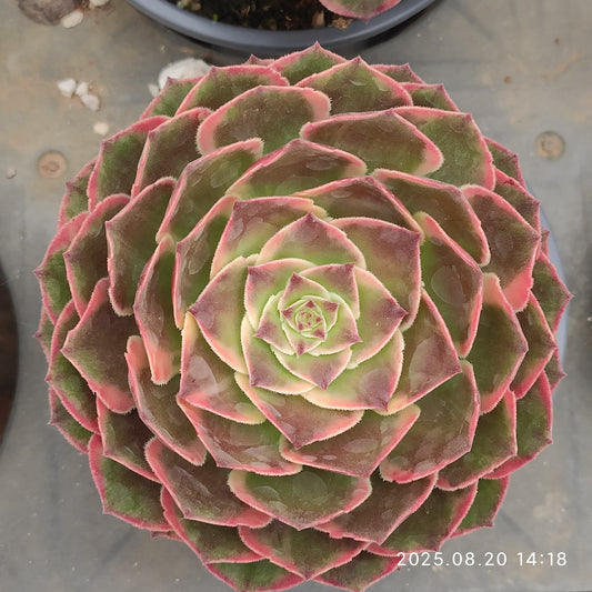 ON402 バンクェット（12cm pot）