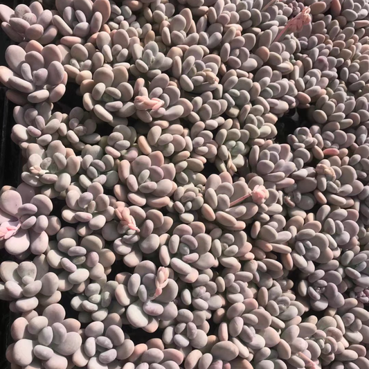 23374 オレンジスノーボール（3cm pot）（ポット苗）