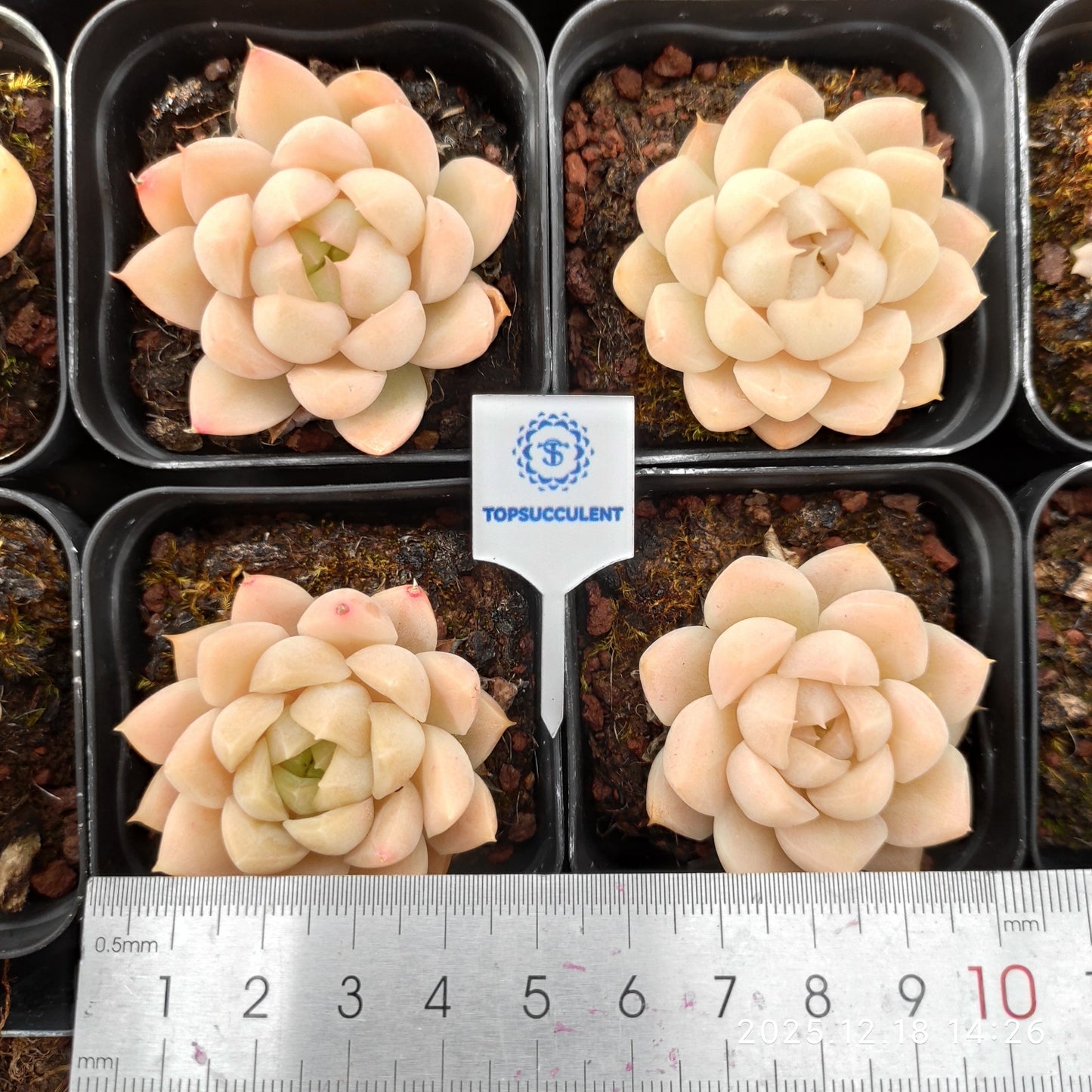 17738 ゴールデン　ローズ