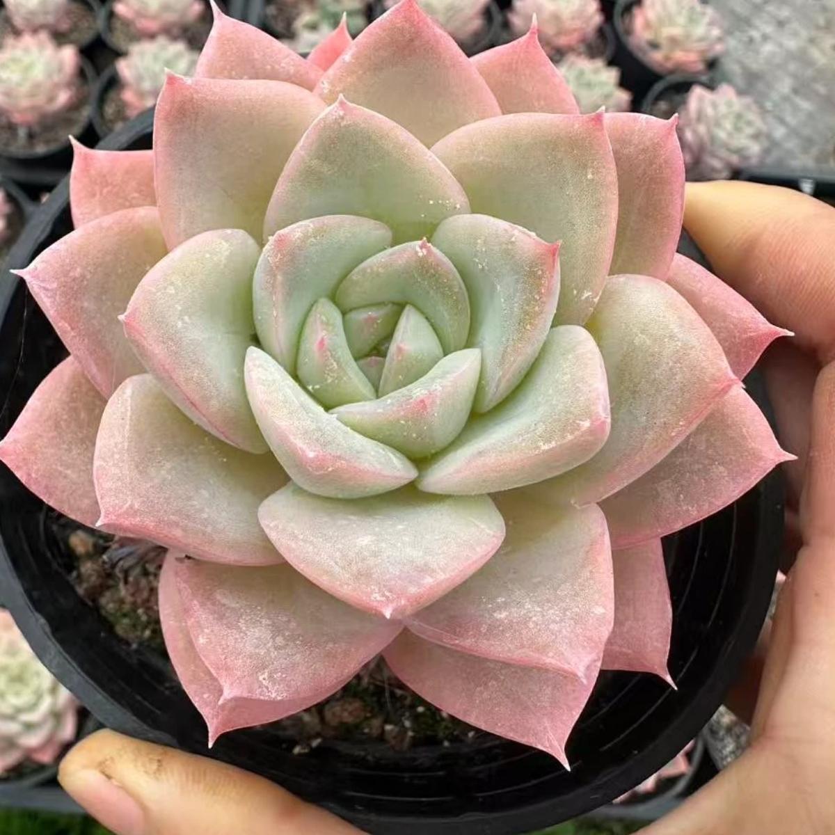 22632  チーズ　ミルク　ティー（8cm pot）