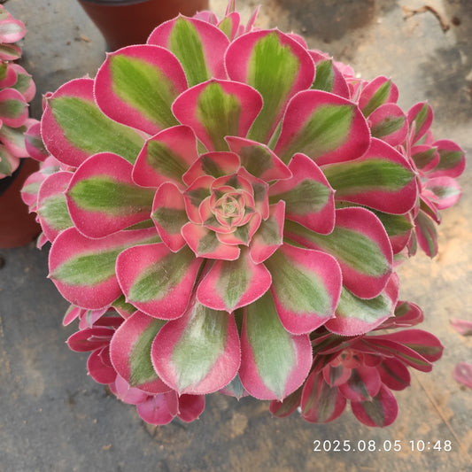 GDX013 アエオニウム　ウィッチ（18cm pot）