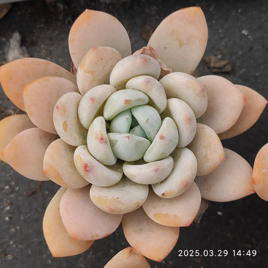 MMT429 コールドブーケ （5.5cm pot）