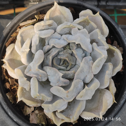 MMY900 スリラーパール（12cm pot）