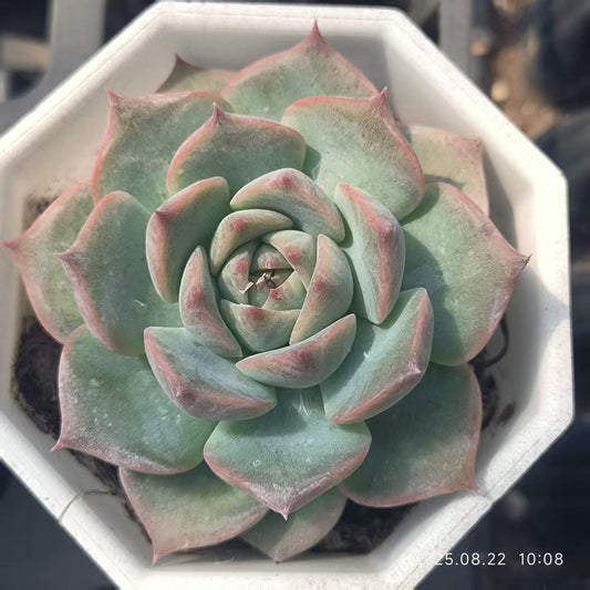 LYC101 かキャロライン（7 cm pot）