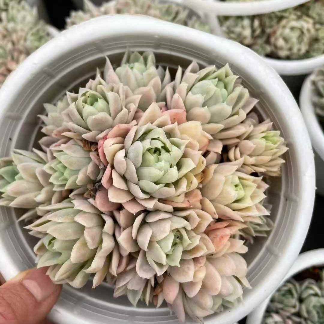 23922 ラズベリーアイス錦