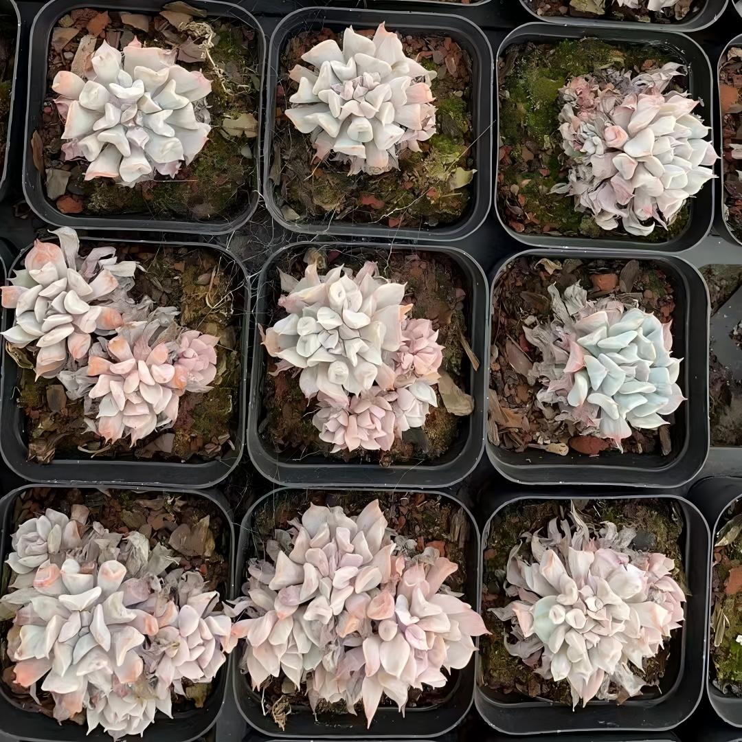 26306 トランペット