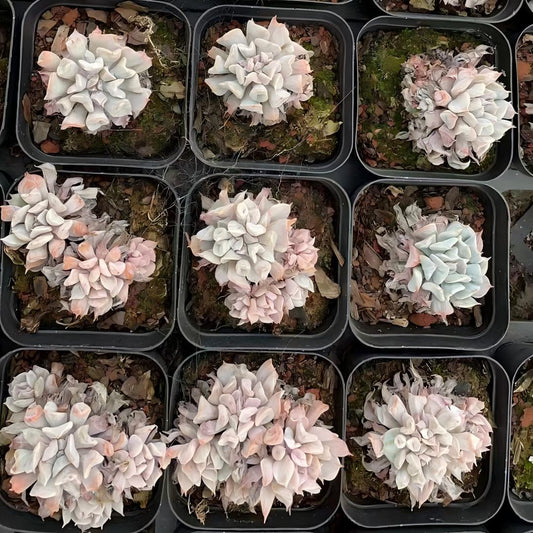 26306 トランペット