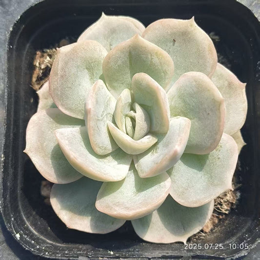 GR408 ブルーサプライズ（6.5cm pot）