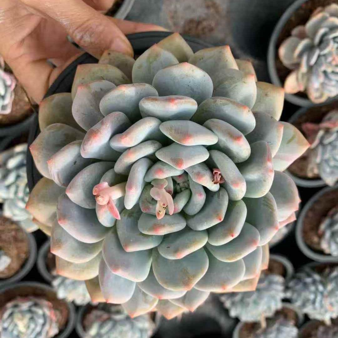 259691 オレンジフレグランス