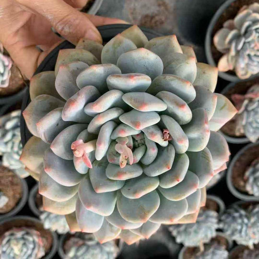 259691 オレンジフレグランス