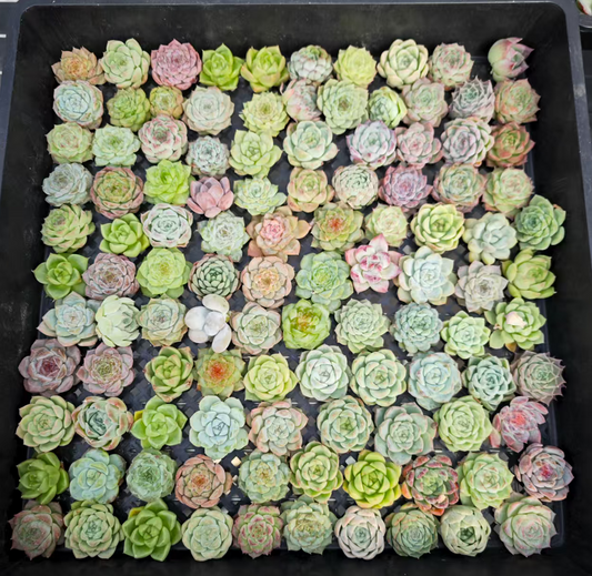 KM009 ミックス苗（3cm pot）