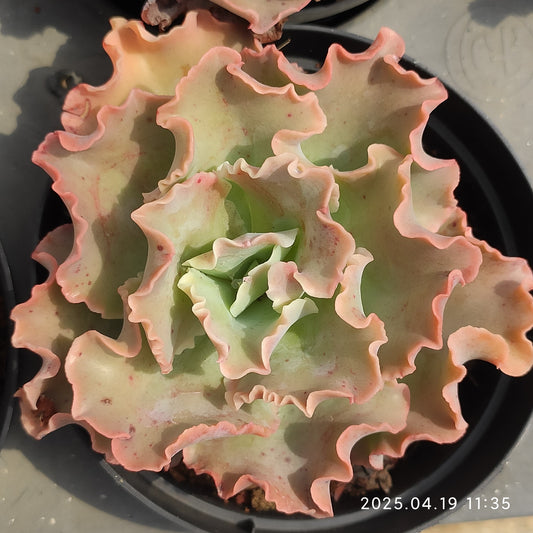 ZZA178 タカサゴノオキナ(高砂の翁)（11cm pot）