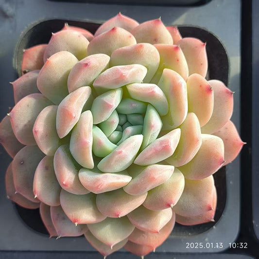 LYC051 スカイワールド(6.5cm pot)
