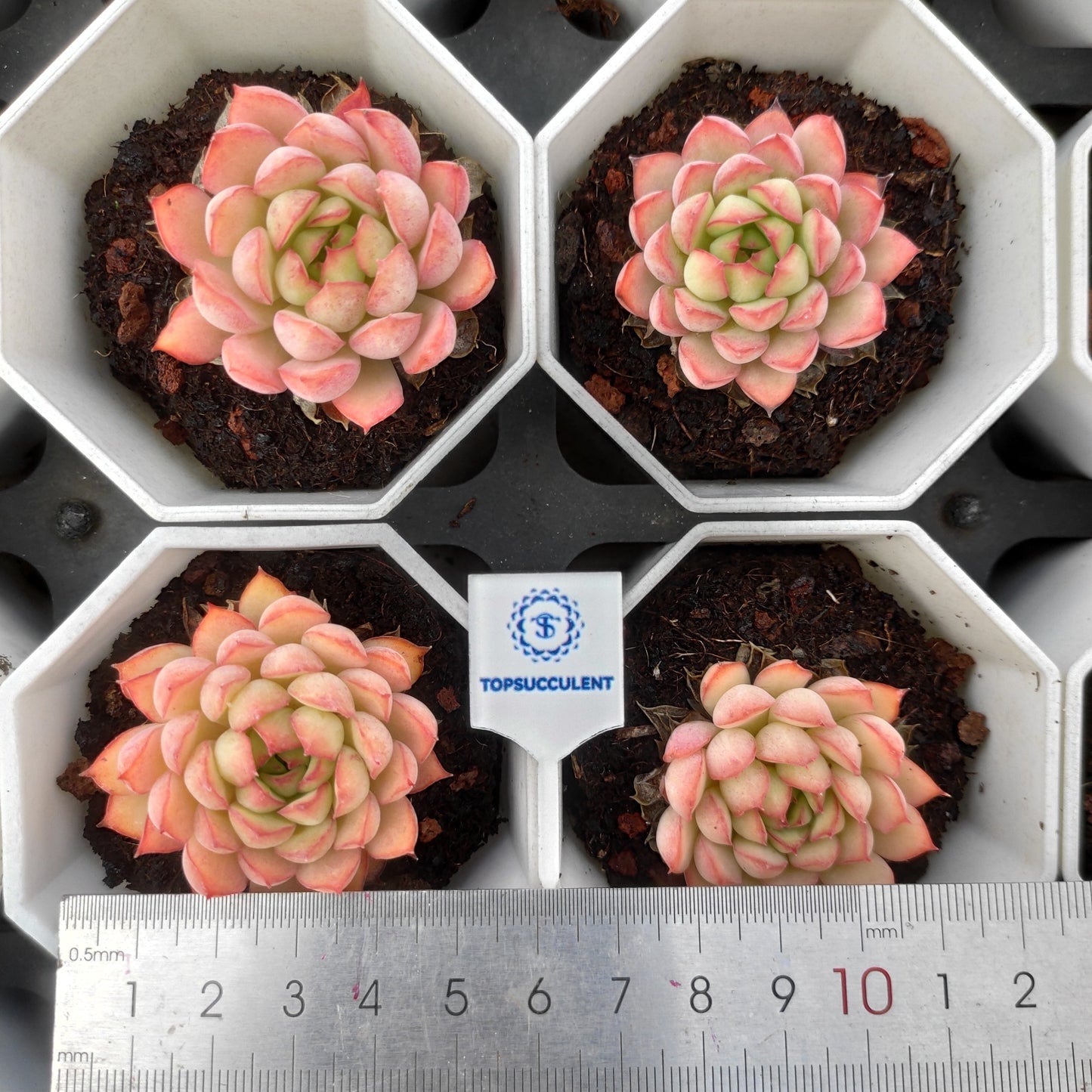 18573 ドリームローズ