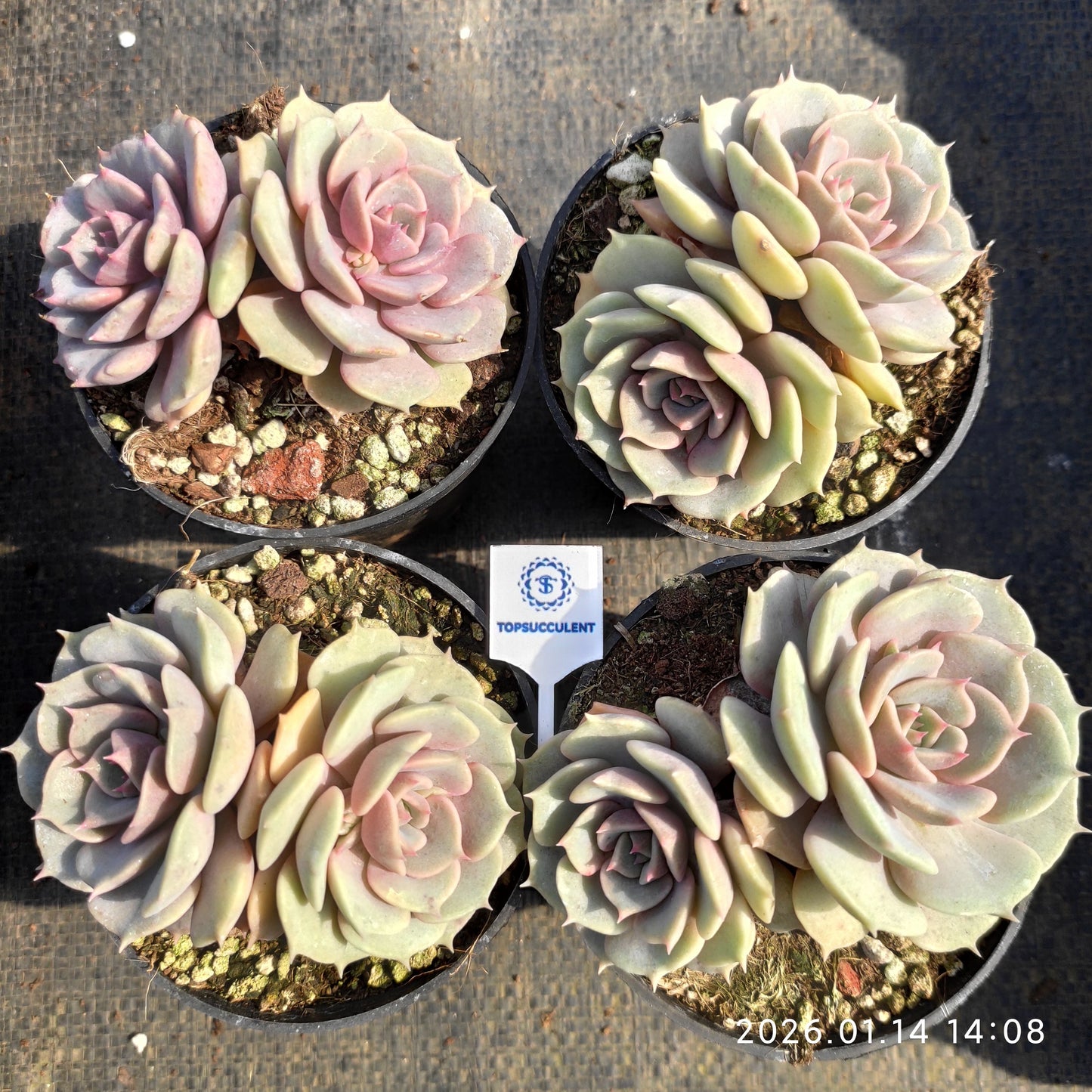 24725 ピンクバタフライ