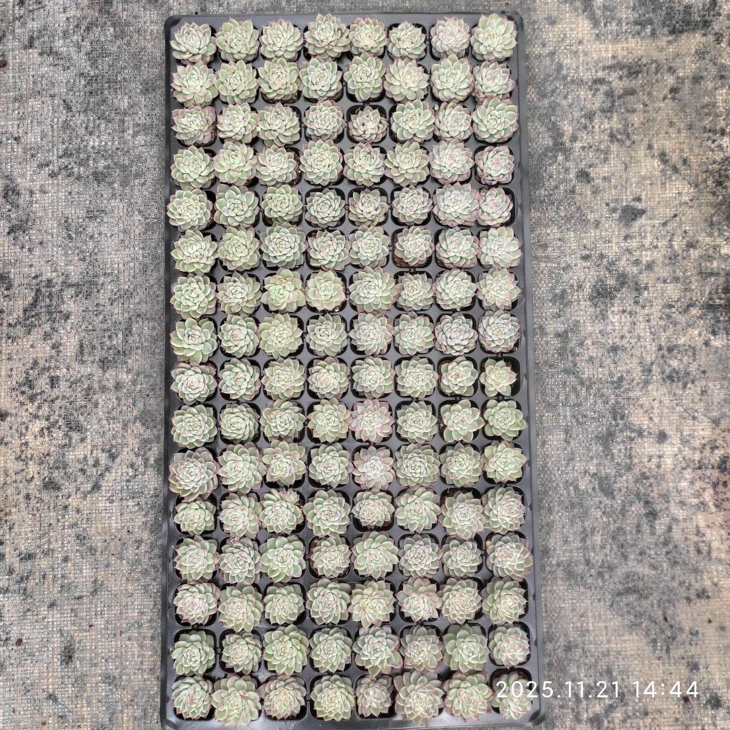 19432  ドリームジェイド（3cm pot）（ポット苗）