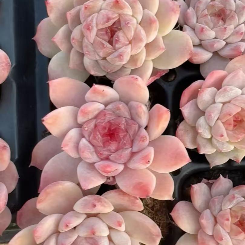 23222 アイススピリット（3cm pot）（ポット苗）