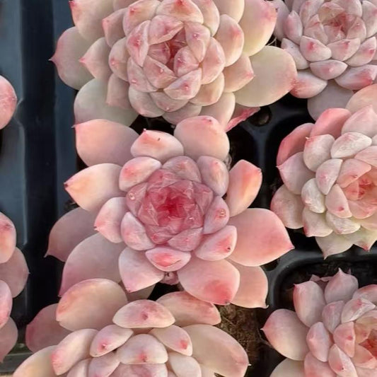 23222 アイススピリット（3cm pot）