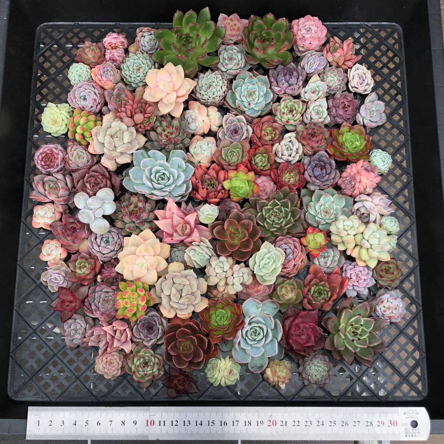 17856 ミックス苗 (穴トレー苗) 01