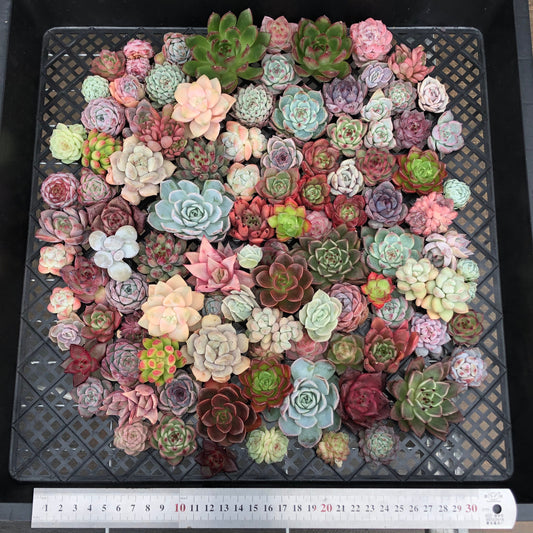 17856 ミックス苗 (穴トレー苗) 01