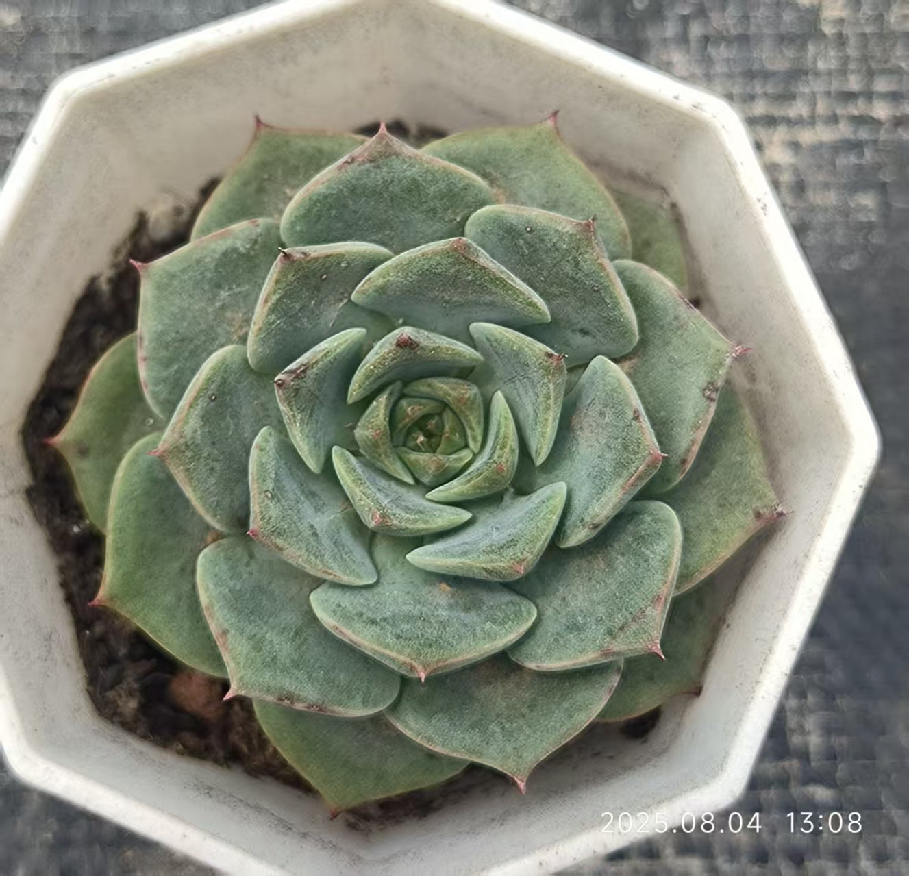 XS750 フラミンゴ （6.5cm pot）
