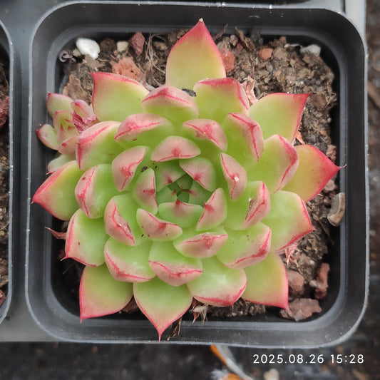 DQ128 レッドアイラッシュ（7cm pot）