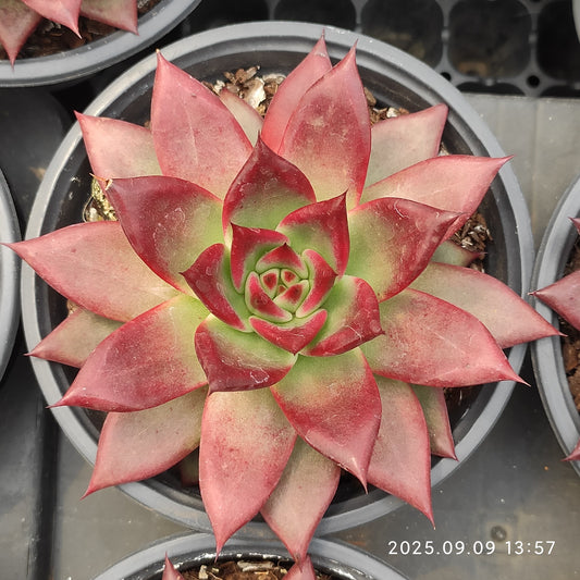 MMT853 ロカ（11cm pot）