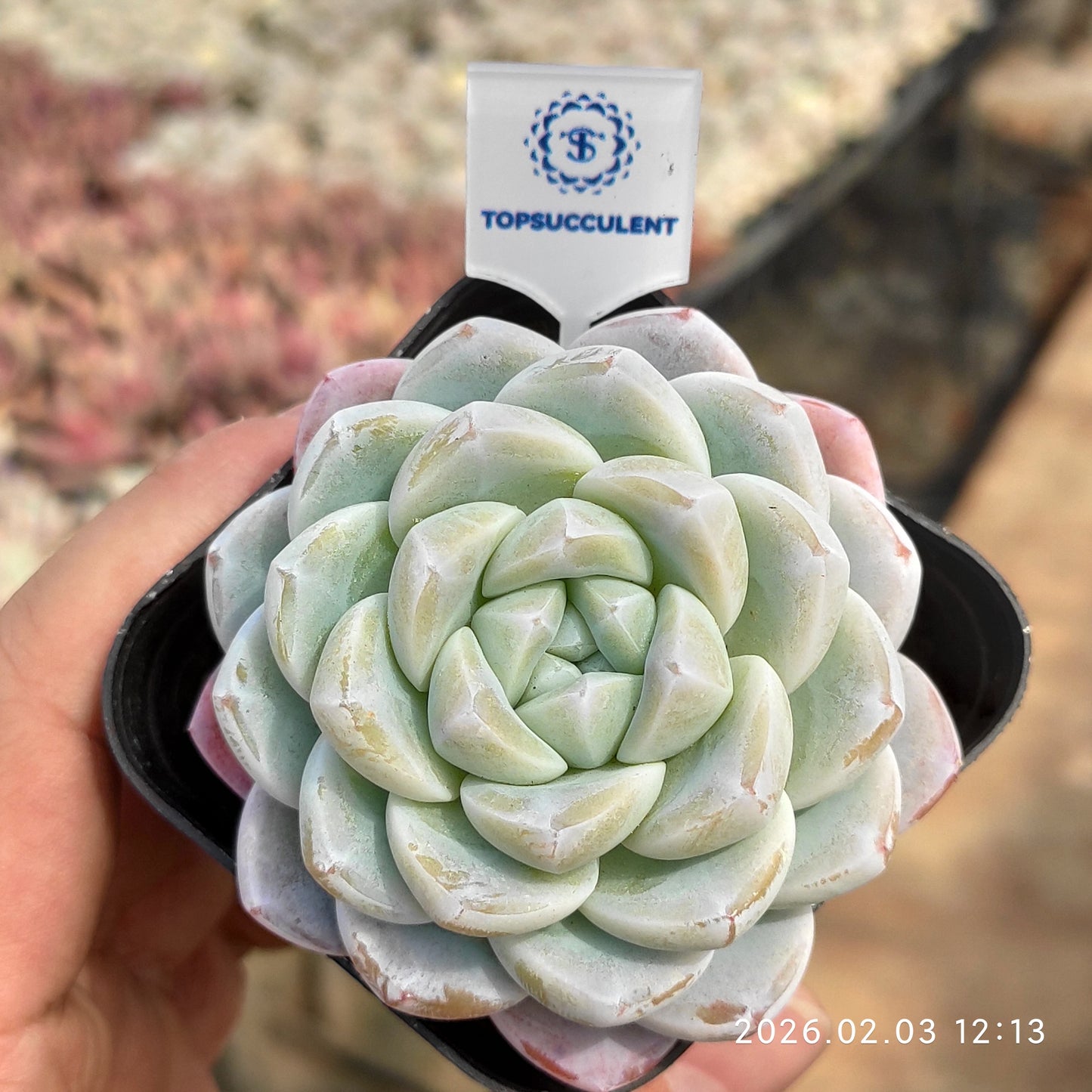 25626 ジェイドバタフライ