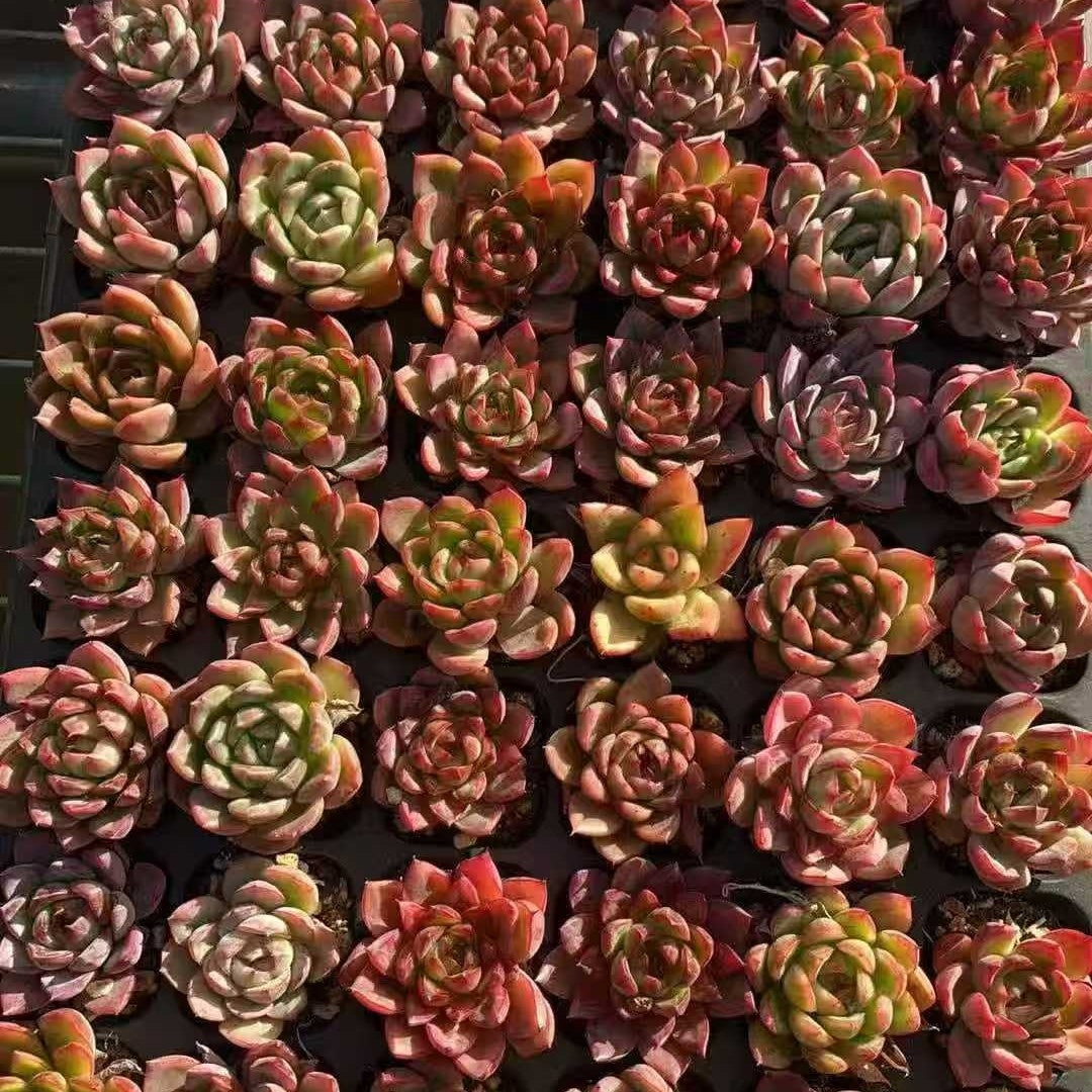 22230  グリーン　ドラゴンHyb（3cm pot）（ポット苗）